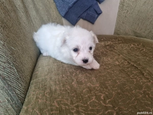 Rezervare Bichon maltezze