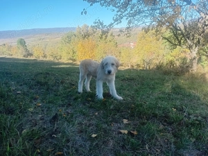 Vand cătea de oi - imagine 2 Vand cătea de oi - imagine 2