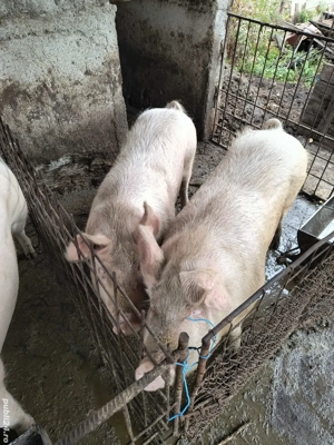 porc de vanzare crescut de noi in curte 