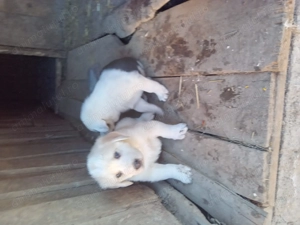 Catei de Asia Centrala de vanzare 250 de euro bucata nevacinati