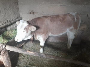 Vitica de vanzare - imagine 3 Vitica de vanzare - imagine 3