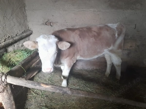 Vitica de vanzare - imagine 2 Vitica de vanzare - imagine 2