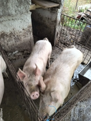 porc de vanzare crescut de noi in curte  - imagine 3