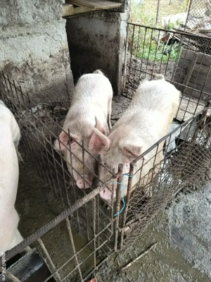 porc de vanzare crescut de noi in curte  - imagine 2