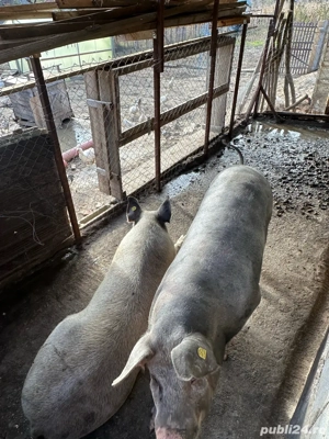 vand porc craciun  - imagine 2