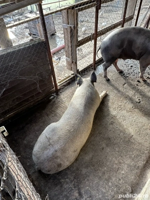 vand porc craciun  - imagine 3