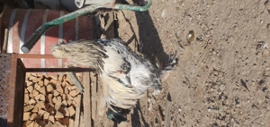 Cocos incaltat motat barbos!! - imagine 4 Cocos incaltat motat barbos!! - imagine 4