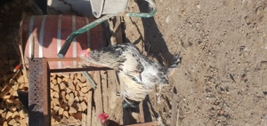 Cocos incaltat motat barbos!! - imagine 5 Cocos incaltat motat barbos!! - imagine 5