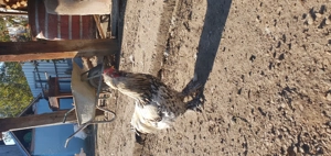 Cocos incaltat motat barbos!! - imagine 3 Cocos incaltat motat barbos!! - imagine 3