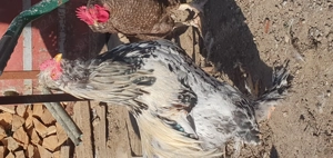 Cocos incaltat motat barbos!!