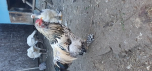 Cocos incaltat motat barbos!! - imagine 2 Cocos incaltat motat barbos!! - imagine 2