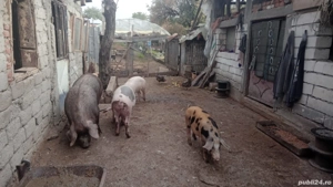 Porci și purcei de vânzare