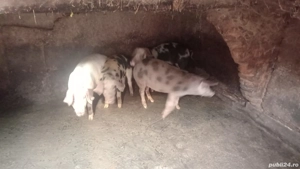 Porci și purcei de vânzare  - imagine 2