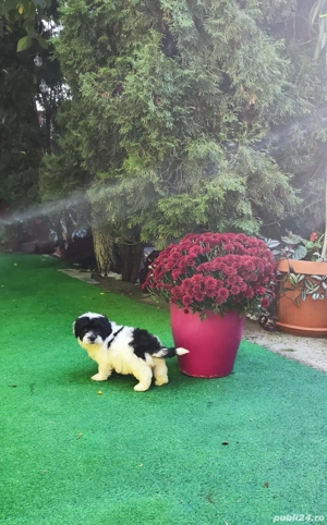 catei  maltezi  - imagine 3 catei  maltezi  - imagine 3