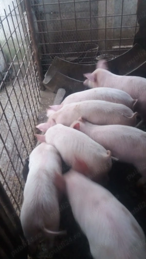 Purcei , grasuni de vânzare