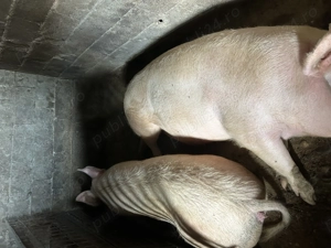 Vand porci intre 150 -300 kg