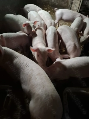 Vând purcei la 30 kg