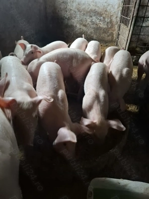 Vând purcei la 30 kg - imagine 3