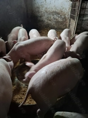 Vând purcei la 30 kg - imagine 4