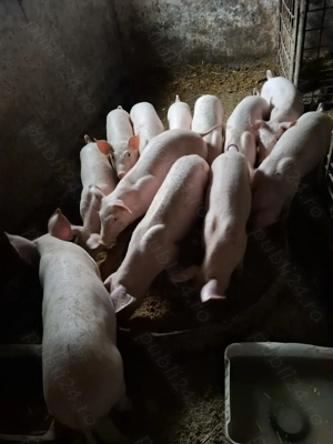 Vând purcei la 30 kg - imagine 2