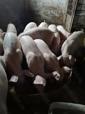 Vând purcei la 30 kg - imagine 5