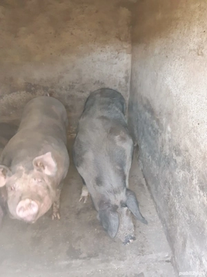 Vând porci - imagine 2