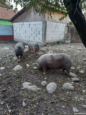 Vând porci - imagine 3