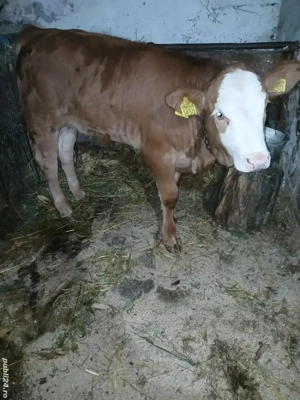 Viteaua semi intarcata