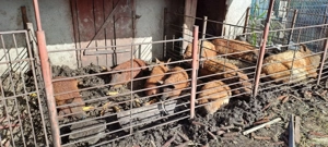 Vand porci pur mangalita diverse greutati si varste.