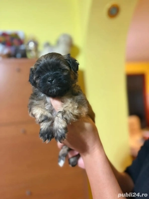 Fetite bichon havanez