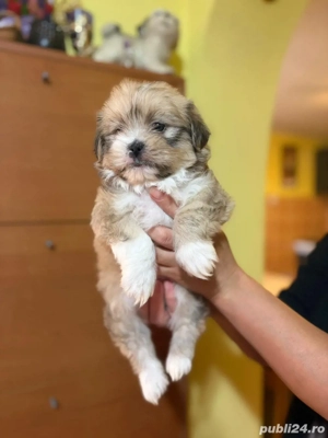 Catei bichon havanez