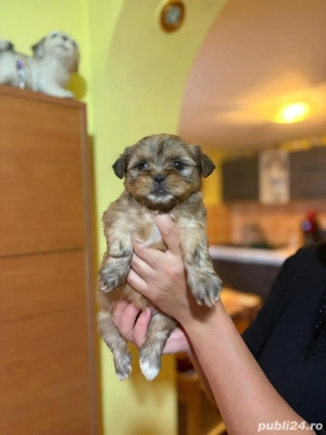 Fetite bichon havanez