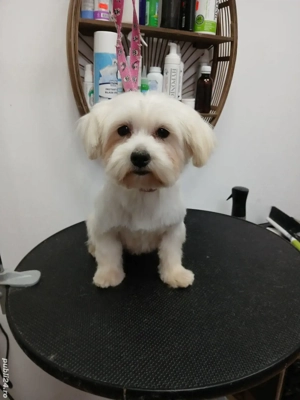 Mascul Bichon Maltez mini toy foarte bun reproducator - imagine 2 Mascul Bichon Maltez mini toy foarte bun reproducator - imagine 2
