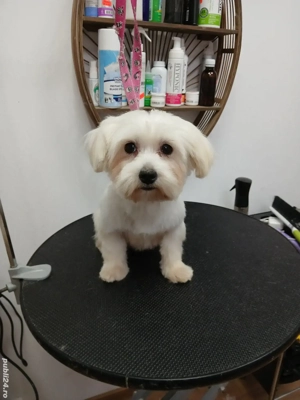 Mascul Bichon Maltez mini toy foarte bun reproducator - imagine 3 Mascul Bichon Maltez mini toy foarte bun reproducator - imagine 3