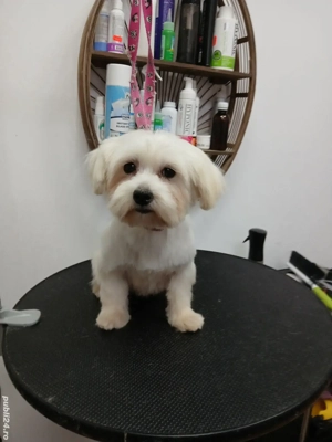 Mascul Bichon Maltez mini toy foarte bun reproducator