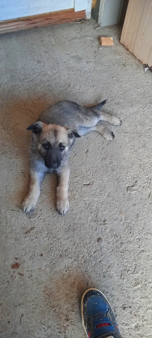 Donez catelusa ciobanesc german  - imagine 4