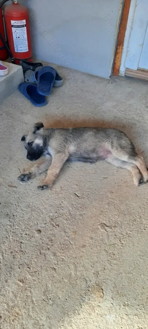 Donez catelusa ciobanesc german  - imagine 2