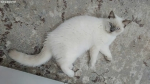 British Shorthai Color Point - imagine 3