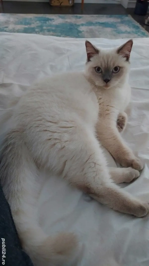 British Shorthai Color Point