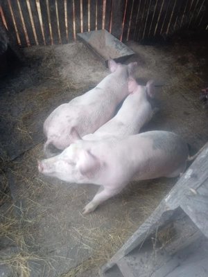 Vand porci de tara, rasa Marele Alb - imagine 2 Vand porci de tara, rasa Marele Alb - imagine 2