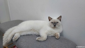 British Shorthai Color Point - imagine 4