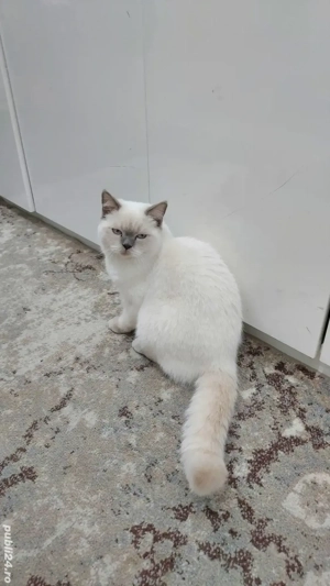 British Shorthai Color Point - imagine 2