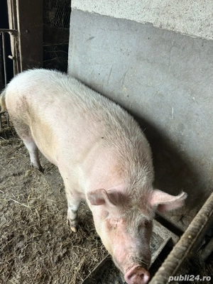 Vand porc  - imagine 3