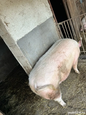 Vand porc  - imagine 2