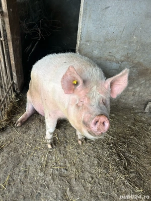 Vand porc  - imagine 4