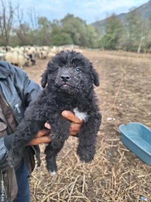 Vând căței Mudi   8 saptamani, deparazitati si vaccinati - imagine 3