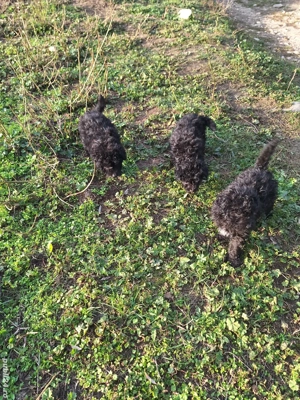 Vând căței Mudi   8 saptamani, deparazitati si vaccinati - imagine 2