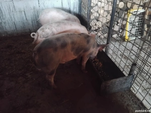 vand trei porci de carne la 70 _ 80 de kg pret 800 de lei