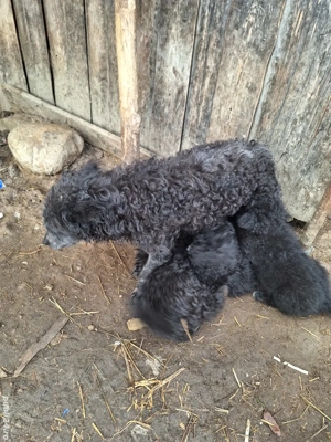 Vând căței Mudi   8 saptamani, deparazitati si vaccinati - imagine 5