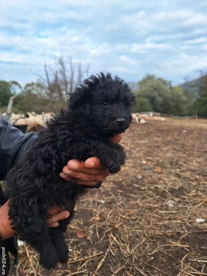 Vând căței Mudi   8 saptamani, deparazitati si vaccinati - imagine 4